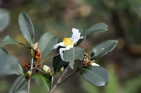 Camellia Hengchunensis
