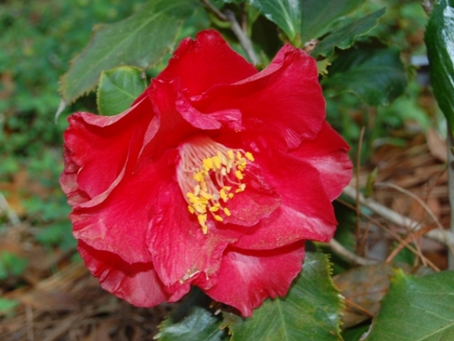 Camellia Holly Bright