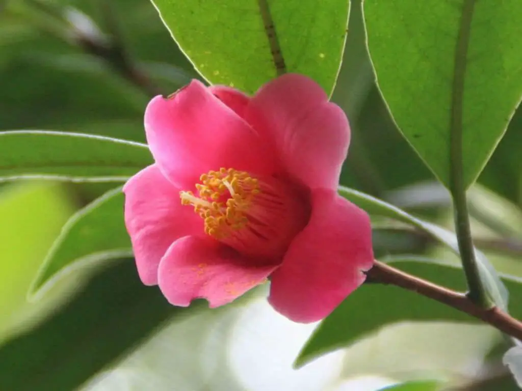 Camellia Hongkongensis