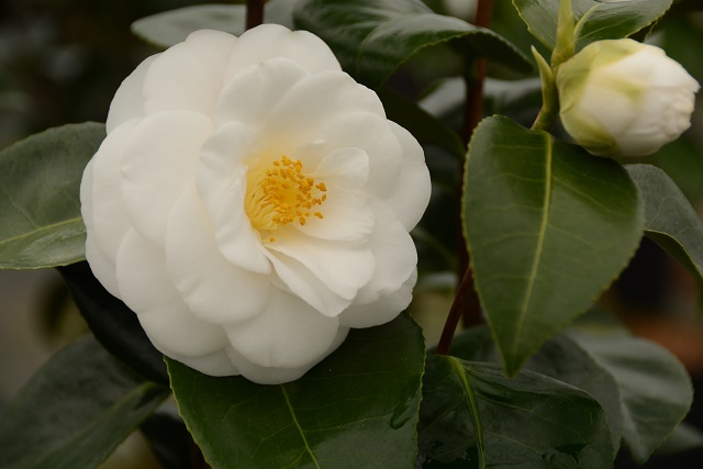 Camellia Janet Waterhouse