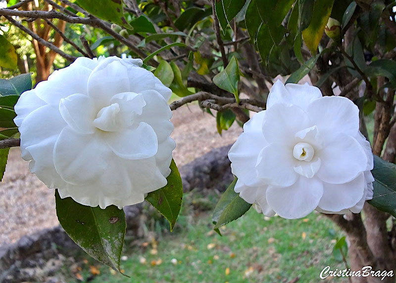 Camellia Japonica Alba Plena