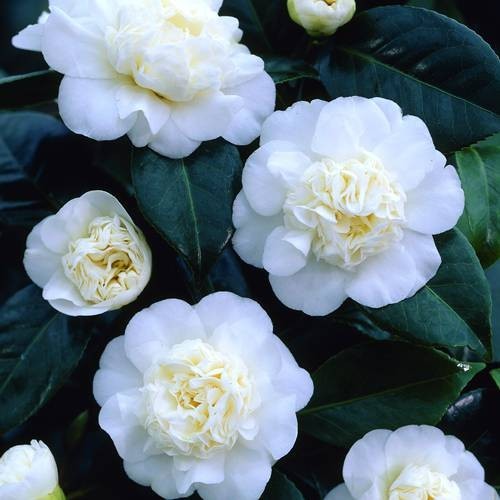 Camellia Japonica