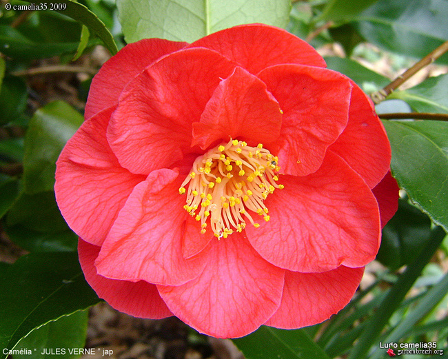 Camellia Jules Verne