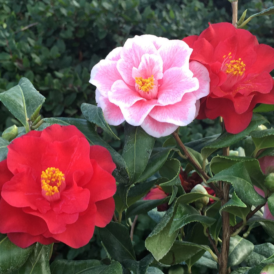 Camellia Lady Vansittart