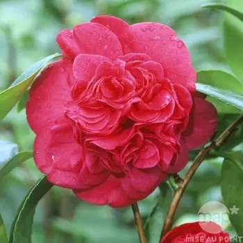 Camellia Leonard De Vinci