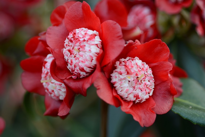 Camellia Lipstick