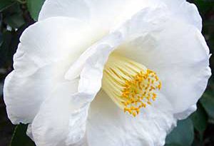 Camellia Lovelight