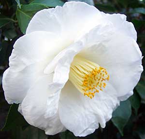 Camellia Lovelight