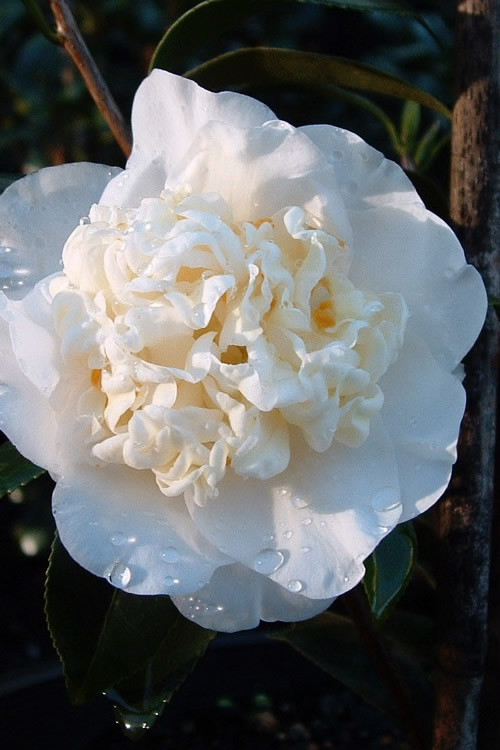 Camellia Man Size