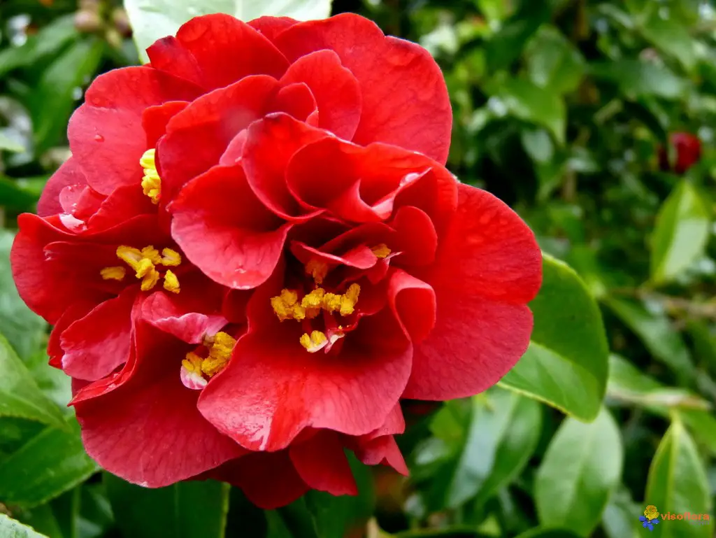 Camellia Maroon and Gold