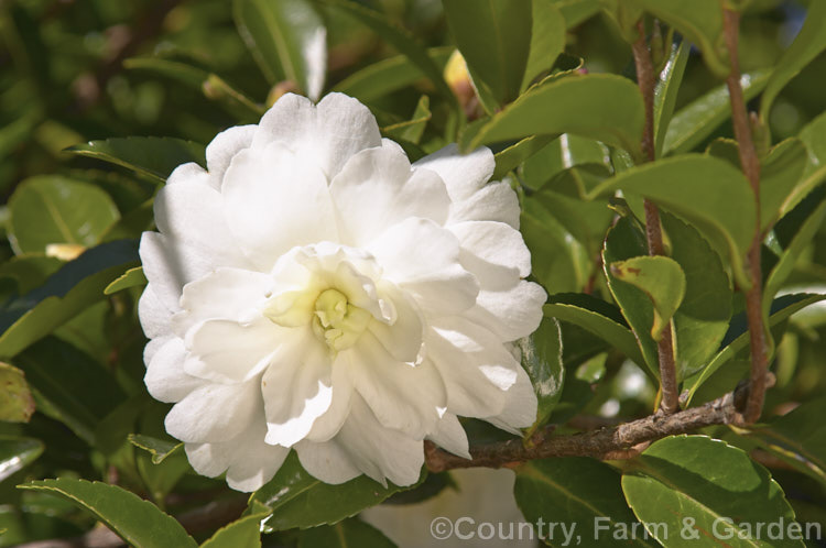 Camellia Moonlight