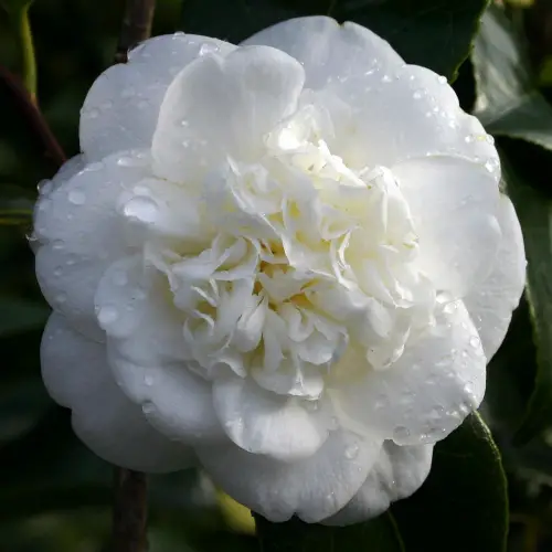 Camellia Nobilissima