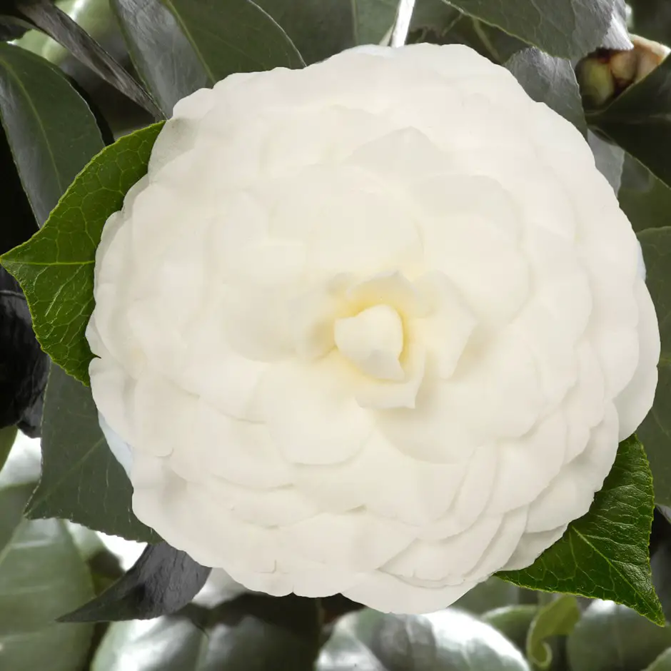 Camellia Nuccio's Gem
