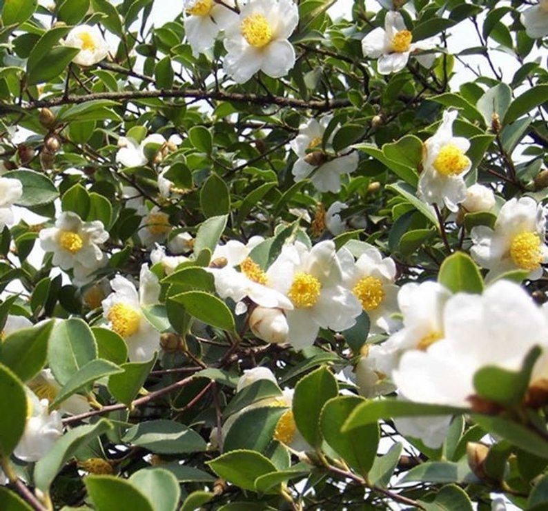 Camellia Oleifera