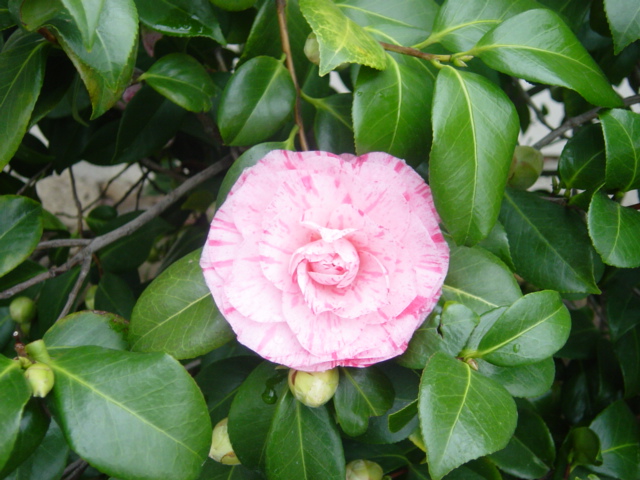 Camellia Pleurocarpa