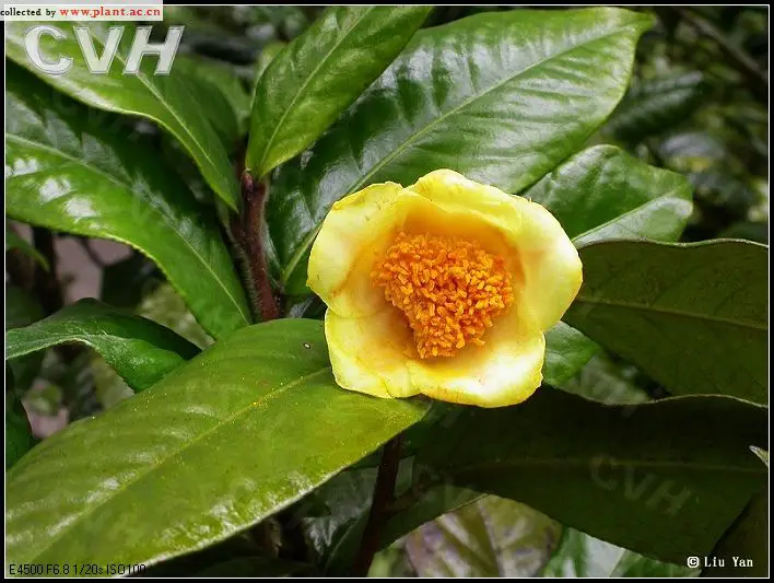 Camellia Pubipetala