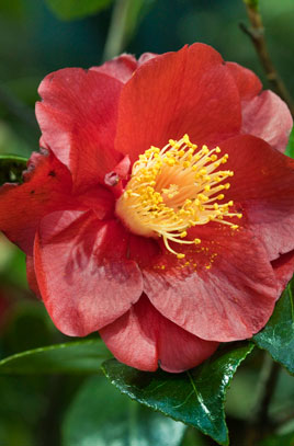 Camellia San Dimas