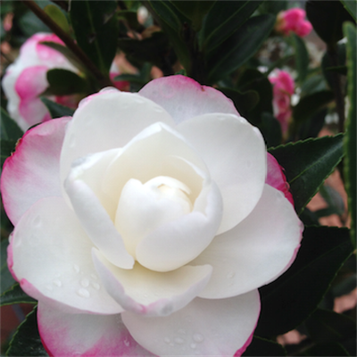 Camellia Sasanqua Blush