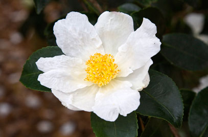 Camellia Sasanqua Narumigata