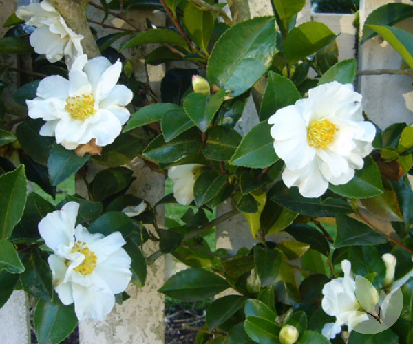 Camellia Sasanqua