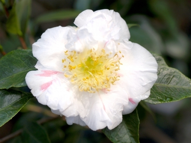 Camellia Scented Sun