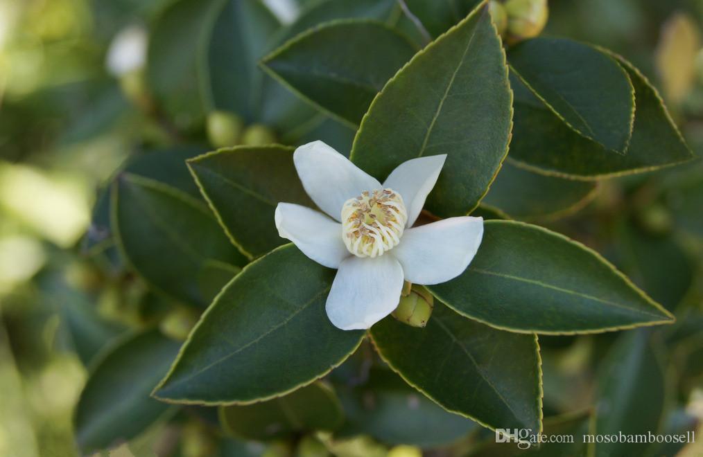 Camellia Sinensis