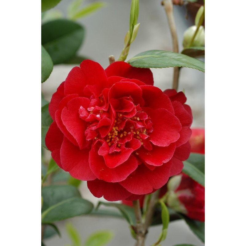 Camellia Strawberry Perfect