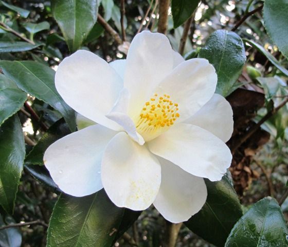 Camellia Super Star