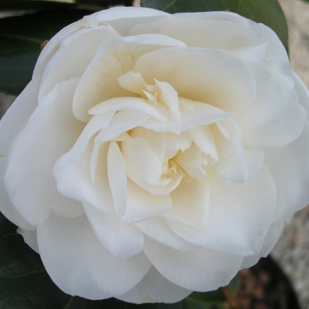 Camellia Swan Lake