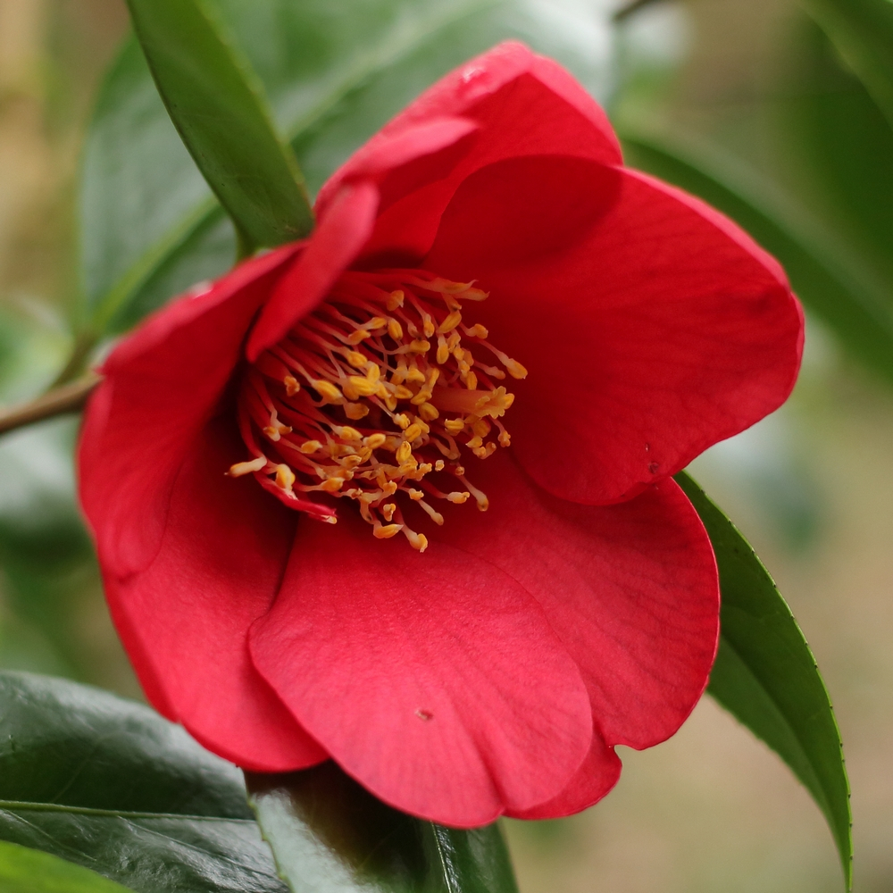 Camellia Sylvia