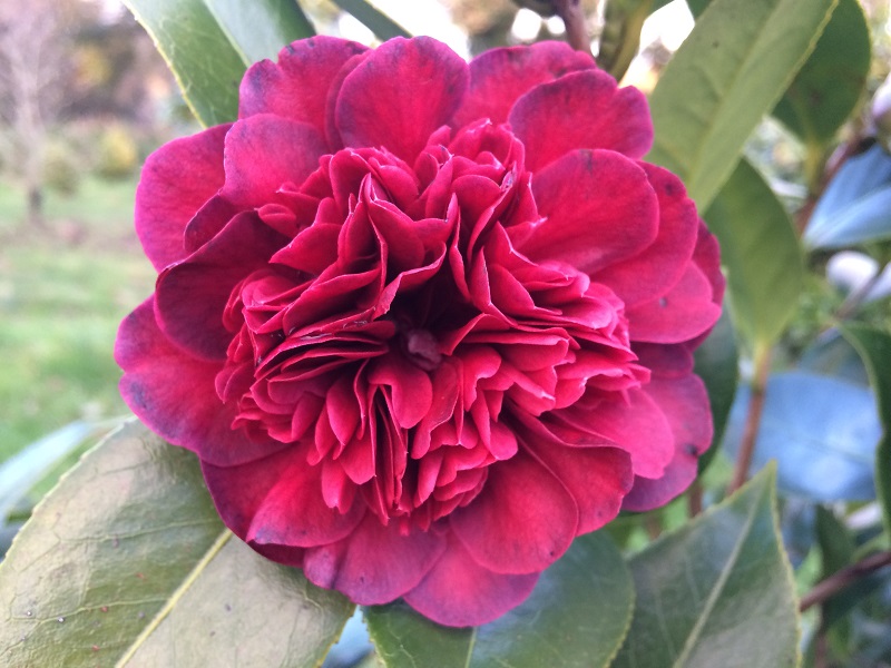 Camellia Takanini