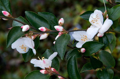 Camellia Transnokoensis