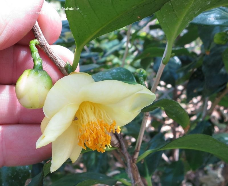 Camellia Tunghinensis