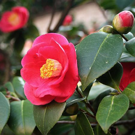 Camellia Yuletide