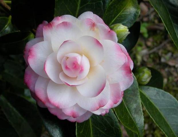 Camellia kitty