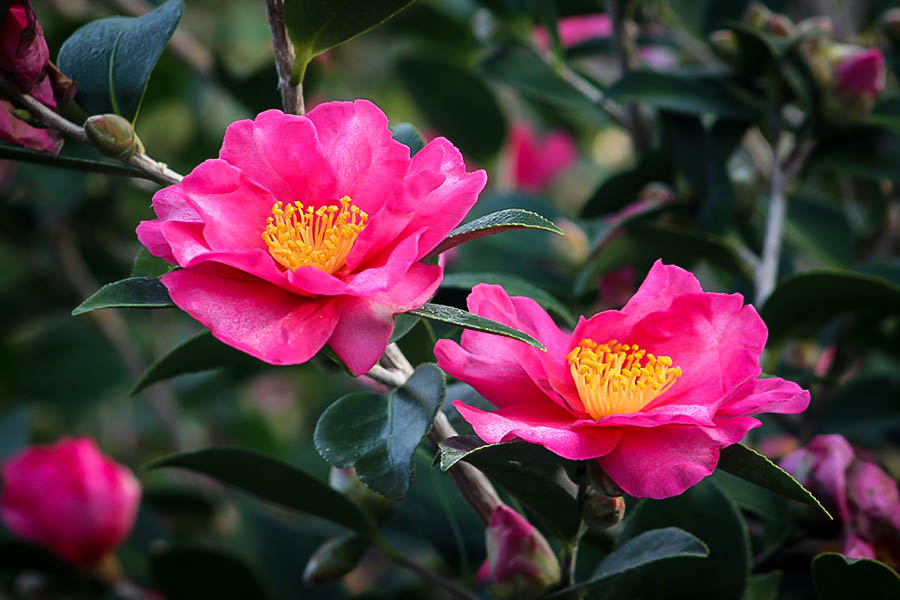 Camélia Camellia Sasanqua: Características e Fotos