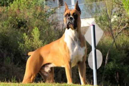 Canis de Boxer Mais Famosos no Brasil