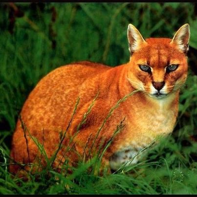 Caracal Aurata