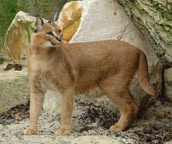 Caracal Caracal