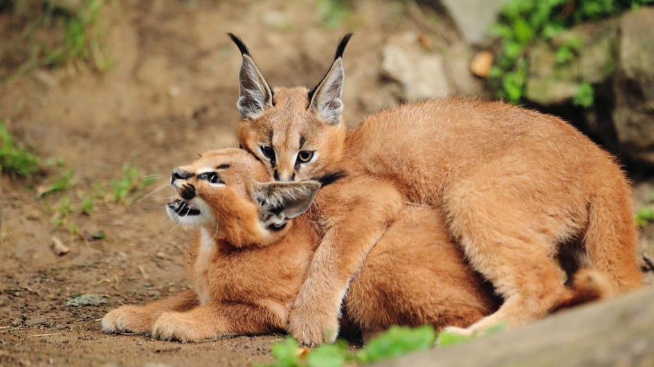 Caracal Caracal