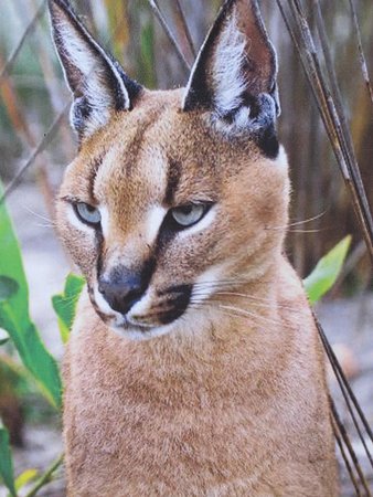 Caracal