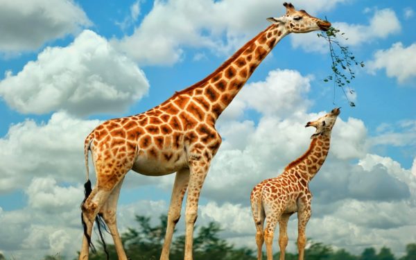Reprodução das Girafas: Como elas se Reproduzem?