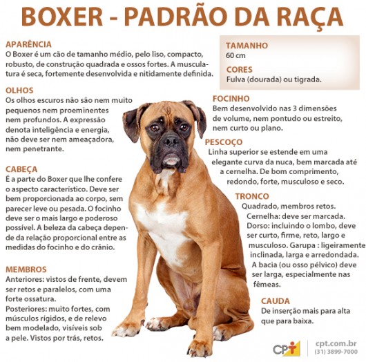 Características Padrão da Raça Boxer 