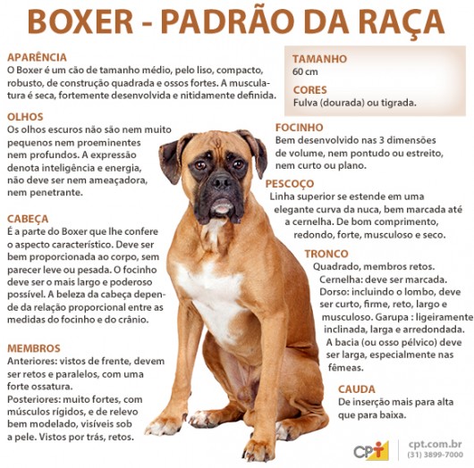 Características Padrão da Raça Boxer