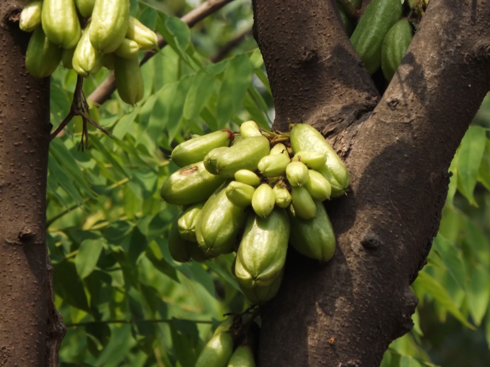 Carambola Bilimbi no Pé