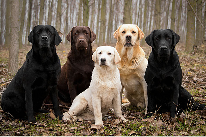 Tipos de LABRADOR - Inglês e Americano (com FOTOS)