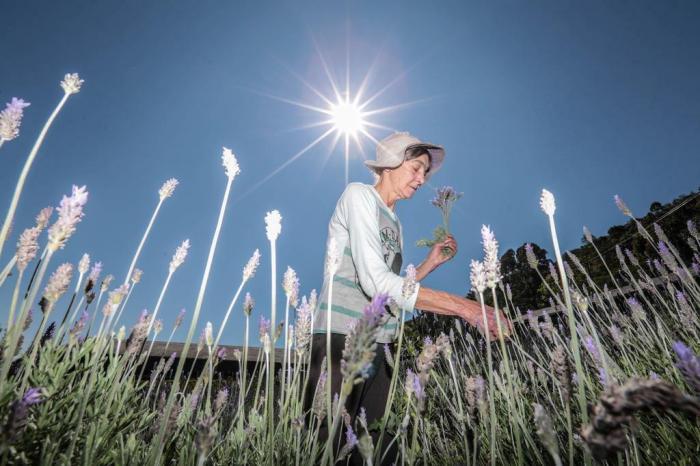 Cuidando de Lavanda Selvagem