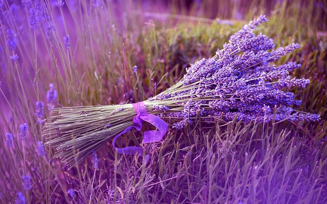 Lavanda Russa: Características, Cultivo e Fotos