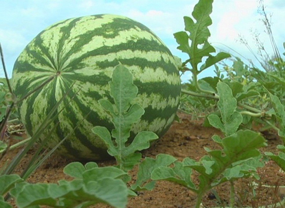 Cultivo de Melancia
