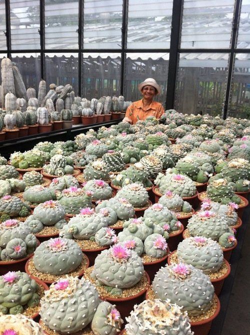 Cultivo de Peiote Cactos
